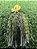 ChatterBait - Imagem 1