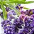 TREE HUT - SHEA SUGAR SCRUB - LAVENDER - Imagem 2