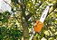 Motopoda HT 75 STIHL - Imagem 2