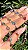COLAR  COLORS - Imagem 1