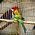 Rosela Manto Dourado - Imagem 1
