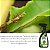 Formicida Forth Mata Formiga Pronto Uso 500ml Para Plantas (7898268381473) - Imagem 2