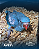 Ring Neck Azul - Imagem 1