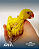 Ring Neck Lutino - Imagem 1