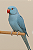 Ring Neck (Reserva) - Imagem 1