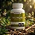 Kit 2 Potes de Alcaçuz 500 mg – 120 Cápsulas - Imagem 3