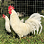 Leghorn Americana (Kit com 6 ovos) - Imagem 1