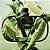 Perfume Valentino Uomo Born in Roma Green Stravaganza: Viva a Extravagância de Roma - Eau de Toilette 100ml - Imagem 2