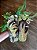 Chinelo Estampado Floresta Sketch Farm - Imagem 4