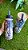 Garrafa Que Sede 750ml Encanto Tropical - Imagem 2