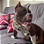 Bandana Pet Cacto - Imagem 2