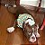 Bandana Pet Cacto - Imagem 4
