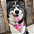 Bandana Pet Cupcake - Imagem 1