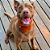Bandana Pet Marrom - Imagem 2