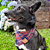 Bandana xadrez vermelha Pet - Imagem 5