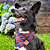 Bandana xadrez vermelha Pet - Imagem 1