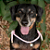 Colar Pet Paracord Rosa - Imagem 1