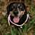 Colar Pet Paracord Rosa - Imagem 2
