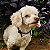 Colar Pet Paracord Verde - Imagem 1