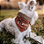 Box Bandana e Colar Pet Marrom - Imagem 2