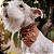 Box Bandana e Colar Pet Marrom - Imagem 3