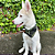 Box Pet Bandana e Colar Paracord Verde - Imagem 4