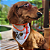 Bandana Pet Raposa - Imagem 3