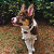 Bandana Pet Branca - Imagem 2