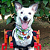 Bandana Pet Dinossauro - Imagem 1