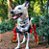 Bandana Pet Dinossauro - Imagem 6