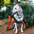 Bandana Pet Dinossauro - Imagem 7