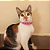 Colar Pet Pérolas Rosas Ajustável - Imagem 6