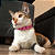 Colar Pet Pérolas Rosas Ajustável - Imagem 5
