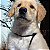 Colar paracord preto Pet Ajustável - Imagem 1