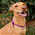 Colar Pet Paracord Roxo - Imagem 1