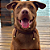 Colar Pet Paracord Marrom - Imagem 2