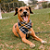 Bandana Pet Xadrez Azul e Amarela - Imagem 2