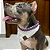 Box Pet Bandana e Colar Neutral - Imagem 2