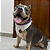 Box Pet Bandana e Colar Neutral - Imagem 3