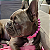 Colar Pet Barbie Ajustável - Imagem 2