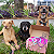 Caopanhias Box Pet - Imagem 6