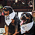 Bandanas Pet premium com logo em Atacado - Varias cores - Imagem 2