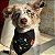 Bandana Pet personalizada Atacado - Escolha a arte - Imagem 6