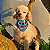 Bandana Pet personalizada Atacado - Escolha a arte - Imagem 4
