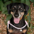 Colar pet ajustável atacado - Varias Cores - Imagem 4