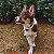 Bandana Pet Atacado - Varias Cores - Imagem 2