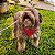 Bandana Pet Atacado - Varias Cores - Imagem 4