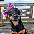 Lacinho Pet Lilás - Imagem 4