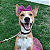 Lacinho Pet Lilás - Imagem 3
