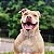 Colar Pet Paracord rosa com flor - Imagem 1